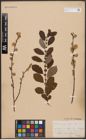 Foto von Salix aurita L.